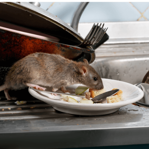 Intervention contre les rongeurs dans les Pyrénées-Orientales