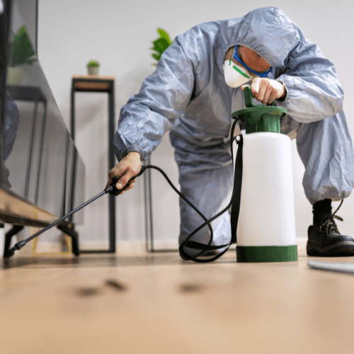 Traitement contre les insectes nuisibles dans les Pyrénées-Orientales