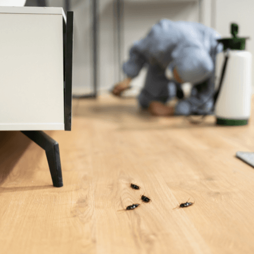 Équipement professionnel contre les rongeurs et insectes