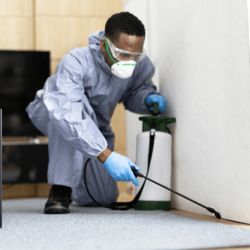 Expertise anti-nuisibles en milieu rural et urbain