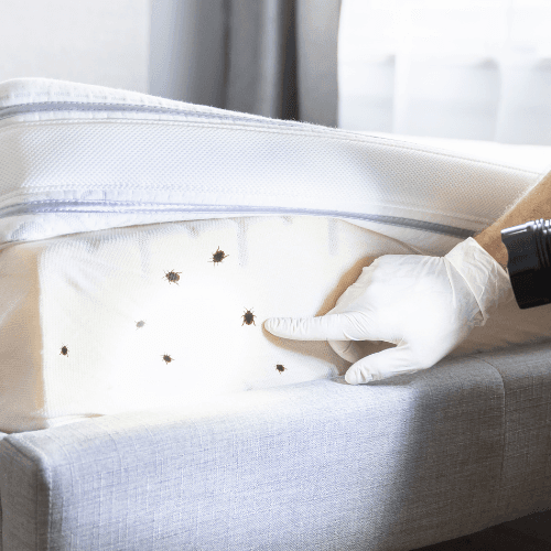 Intervention contre les rongeurs dans les Pyrénées-Orientales